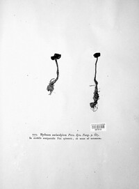 Auriscalpium vulgare image